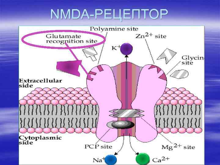 Nmda рецепторы это. НМДА Рецептор строение. Глутаматные NMDA Рецептор. НМДА рецепторы глутамата. НМДА рецепторы структура.