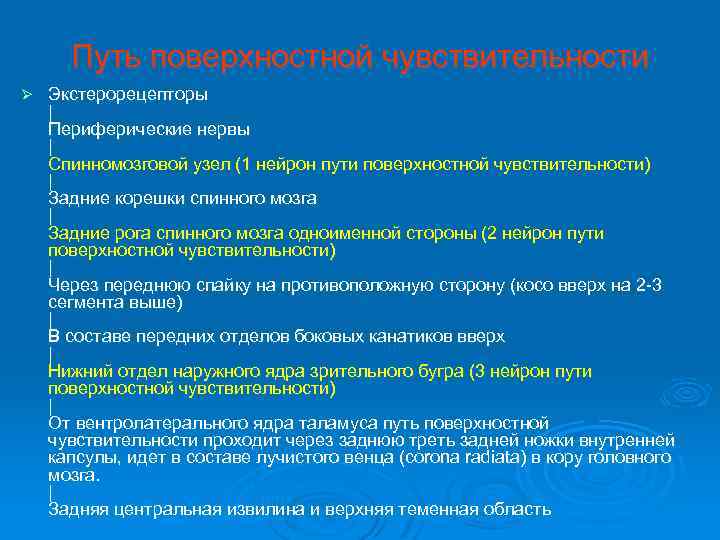 Путь поверхностной чувствительности Ø Экстерорецепторы | Периферические нервы | Спинномозговой узел (1 нейрон пути