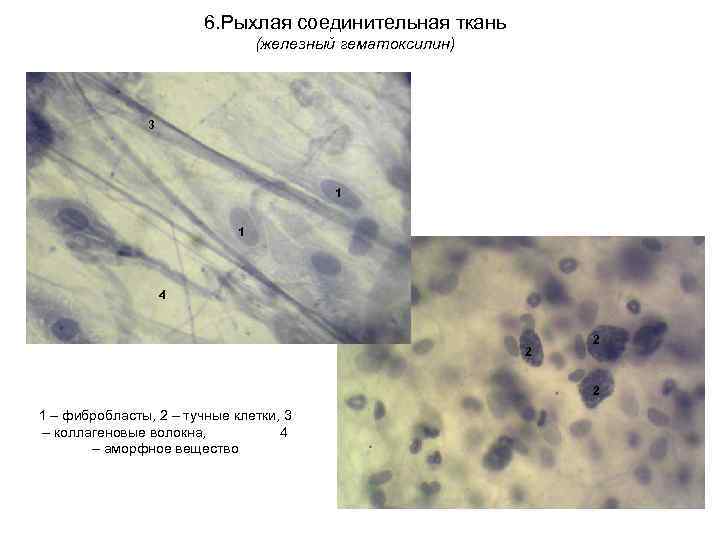 6. Рыхлая соединительная ткань (железный гематоксилин) 3 1 1 4 2 2 2 1