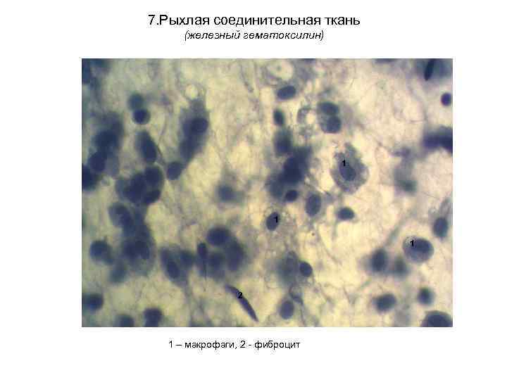 7. Рыхлая соединительная ткань (железный гематоксилин) 1 1 1 2 1 – макрофаги, 2
