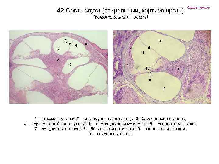 Органы чувств гистология рисунки