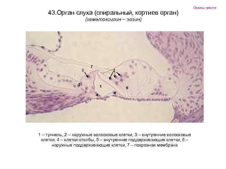 43. Орган слуха (спиральный, кортиев орган) (гематоксилин – эозин) 3 7 2 5 1