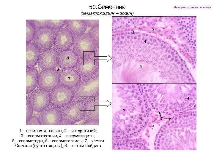 50. Семенник Мужская половая система (гематоксилин – эозин) 8 3 4 1 6 2