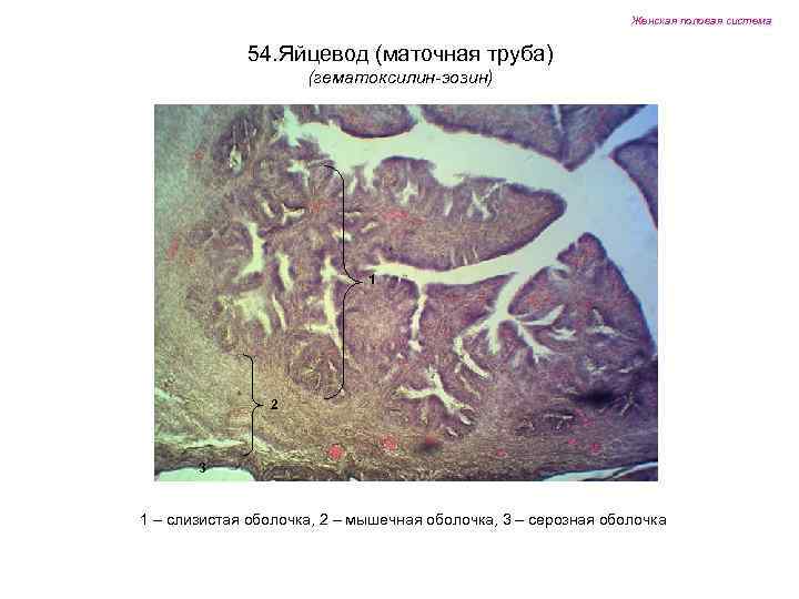 Женская половая система 54. Яйцевод (маточная труба) (гематоксилин-эозин) 1 2 3 1 – слизистая