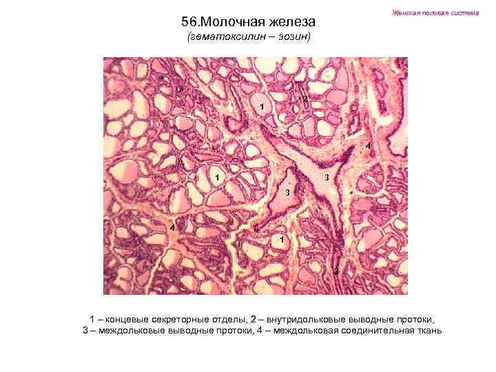 Женская половая система 56. Молочная железа (гематоксилин – эозин) 2 1 4 1 3