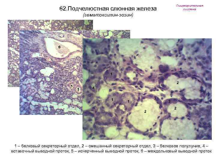 Пищеварительная система 62. Подчелюстная слюнная железа (гематоксилин-эозин) 6 1 5 2 5 4 1