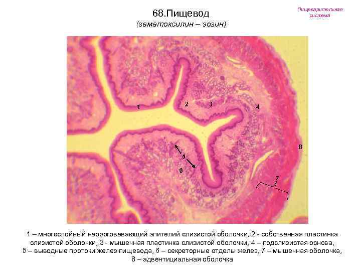Пищеварительная система 68. Пищевод (гематоксилин – эозин) 2 1 3 4 8 5 6