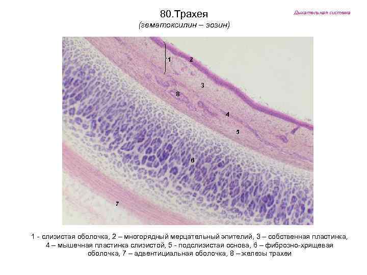 80. Трахея Дыхательная система (гематоксилин – эозин) 1 2 3 8 4 5 6