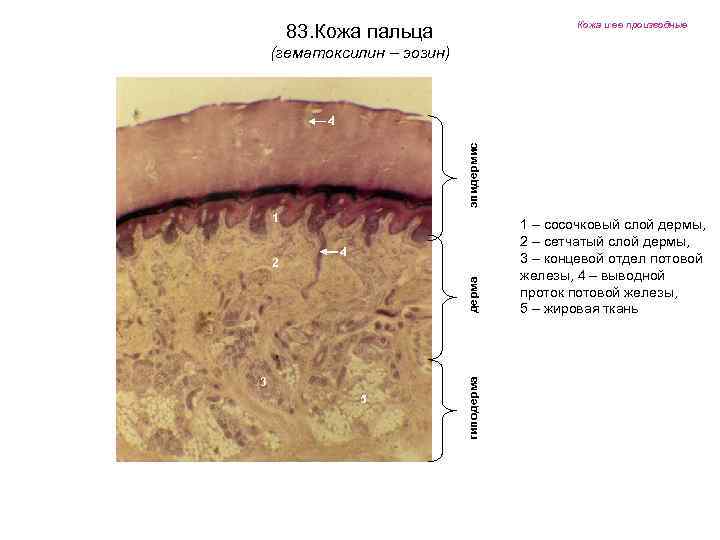 Кожа и ее производные 83. Кожа пальца (гематоксилин – эозин) эпидермис 4 1 4