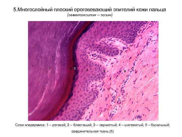 5. Многослойный плоский ороговевающий эпителий кожи пальца (гематоксилин – эозин) 1 2 3 4
