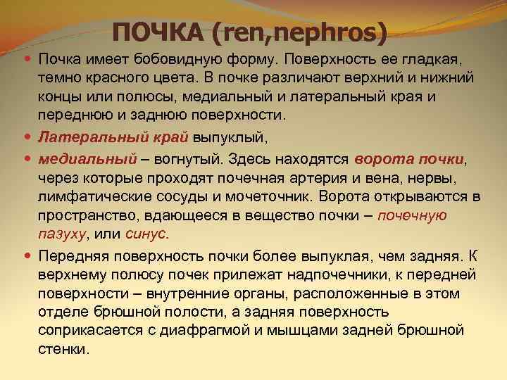   ПОЧКА (ren, nephros)  Почка имеет бобовидную форму. Поверхность ее гладкая, 