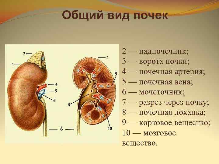Общий вид почек   2 — надпочечник;   3 — ворота почки;