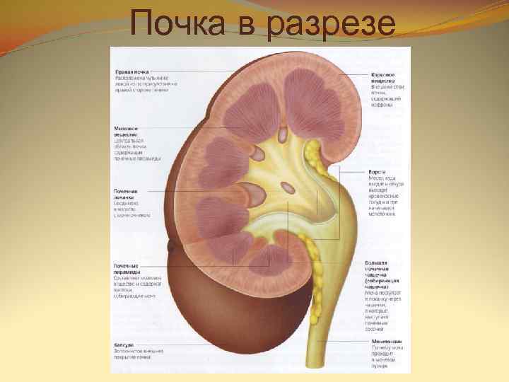 Почка в разрезе 