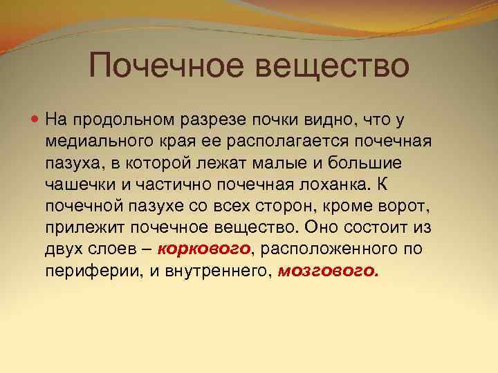  Почечное вещество  На продольном разрезе почки видно, что у  медиального края