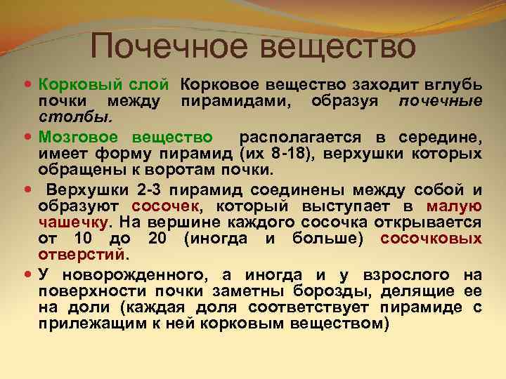   Почечное вещество  Корковый слой Корковое вещество заходит вглубь  почки между