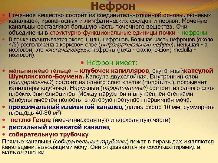       Нефрон  Почечное вещество состоит из соединительнотканной основы,