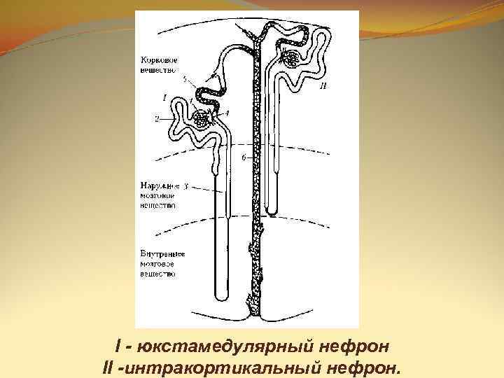   I - юкстамедулярный нефрон II -интракортикальный нефрон. 