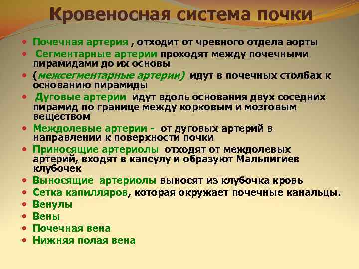   Кровеносная система почки  Почечная артерия , отходит от чревного отдела аорты