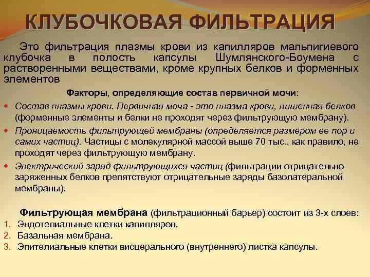   КЛУБОЧКОВАЯ ФИЛЬТРАЦИЯ  Это фильтрация плазмы крови из капилляров мальпигиевого клубочка 