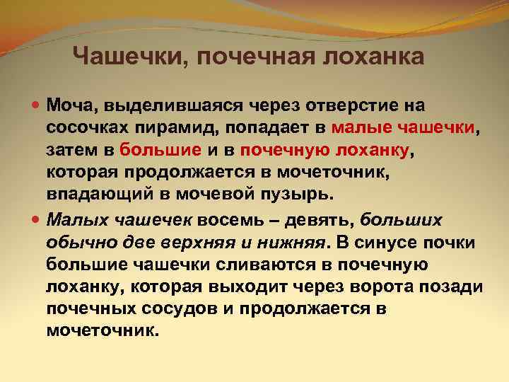   Чашечки, почечная лоханка  Моча, выделившаяся через отверстие на  сосочках пирамид,