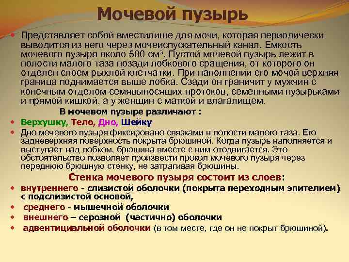     Мочевой пузырь  Представляет собой вместилище для мочи, которая периодически