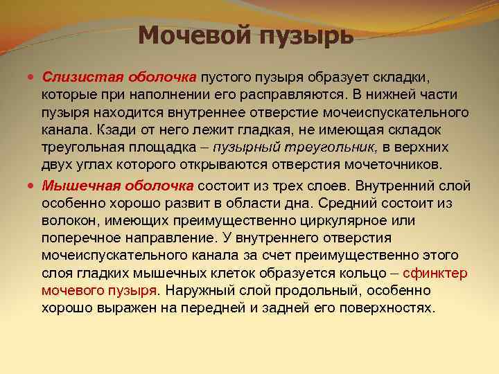    Мочевой пузырь  Слизистая оболочка пустого пузыря образует складки,  которые