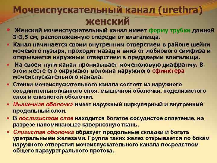   Мочеиспускательный канал (urethra)   женский  Женский мочеиспускательный канал имеет форму