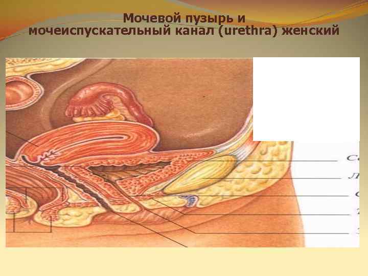   Мочевой пузырь и мочеиспускательный канал (urethra) женский 