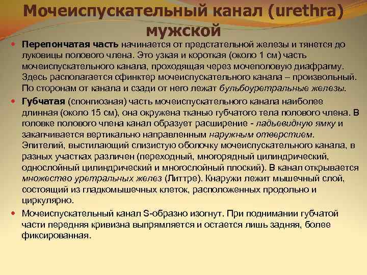  Мочеиспускательный канал (urethra)    мужской  Перепончатая часть начинается от предстательной