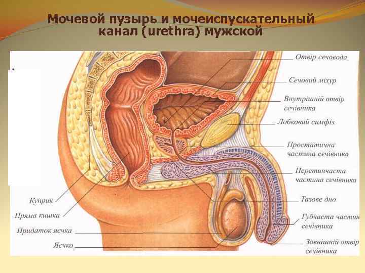 Мочевой у мужчин. Мочеиспускательный канал у мужчин анатомия. Мочеиспускательный канал у мужчин строение анатомия. Строение мужской уретры. Строение мочевого канала.