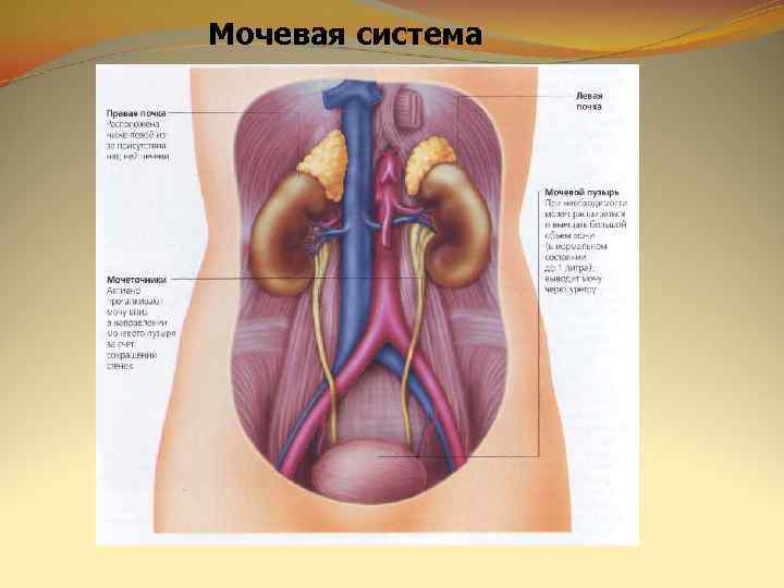 Мочевая система 
