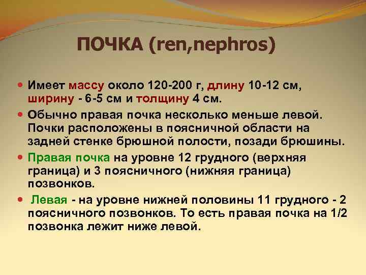   ПОЧКА (ren, nephros)  Имеет массу около 120 -200 г, длину