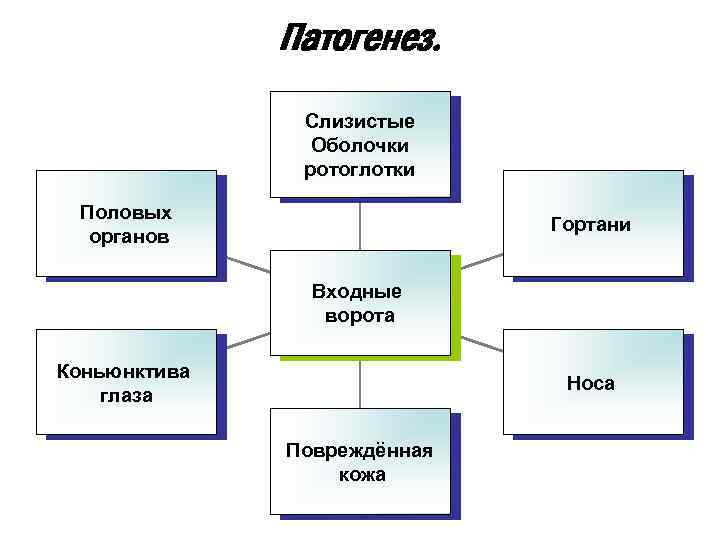 Патогенез. Слизистые Оболочки ротоглотки Половых органов Гортани Входные ворота Коньюнктива глаза Носа Повреждённая кожа