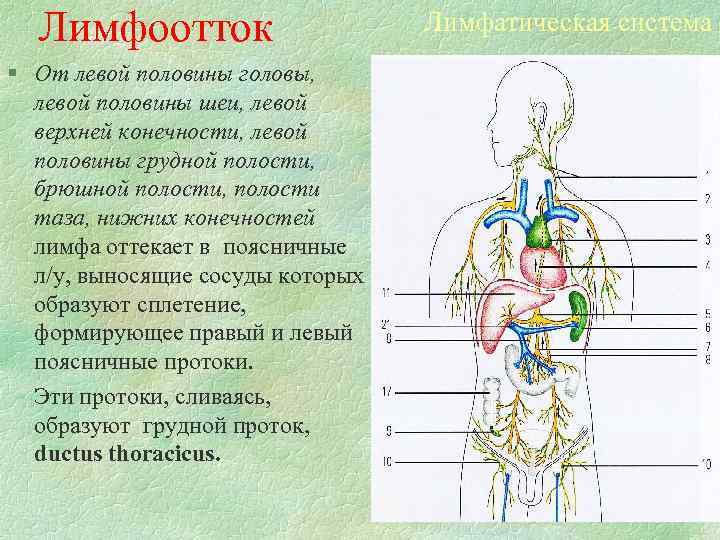 Лимфоотток § От левой половины головы, левой половины шеи, левой верхней конечности, левой половины
