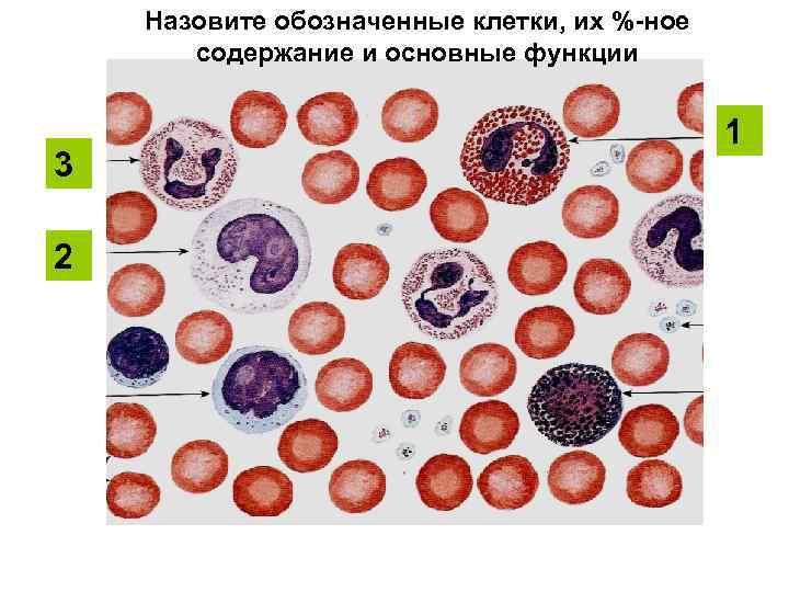 Назовите обозначенные клетки, их %-ное содержание и основные функции 3 2 1 