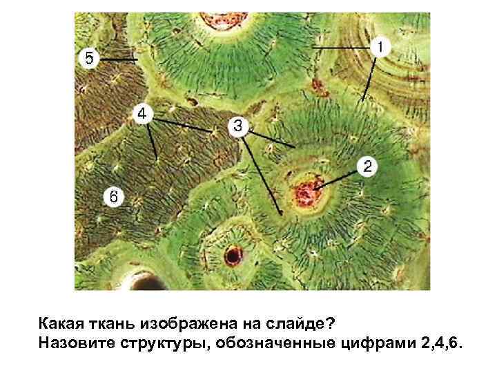 Какая ткань изображена на слайде? Назовите структуры, обозначенные цифрами 2, 4, 6. 