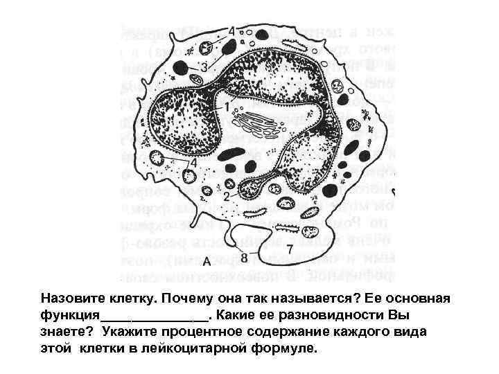 Назовите клетку. Почему она так называется? Ее основная функция_______. Какие ее разновидности Вы знаете?