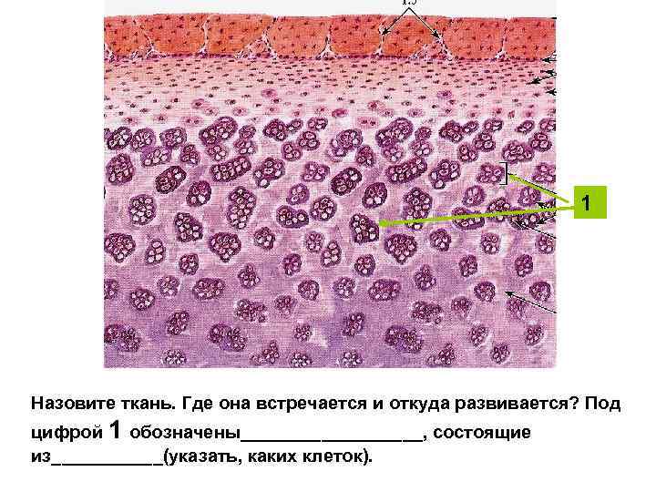 1 Назовите ткань. Где она встречается и откуда развивается? Под цифрой 1 обозначены_________, состоящие