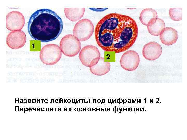 1 2 Назовите лейкоциты под цифрами 1 и 2. Перечислите их основные функции. 
