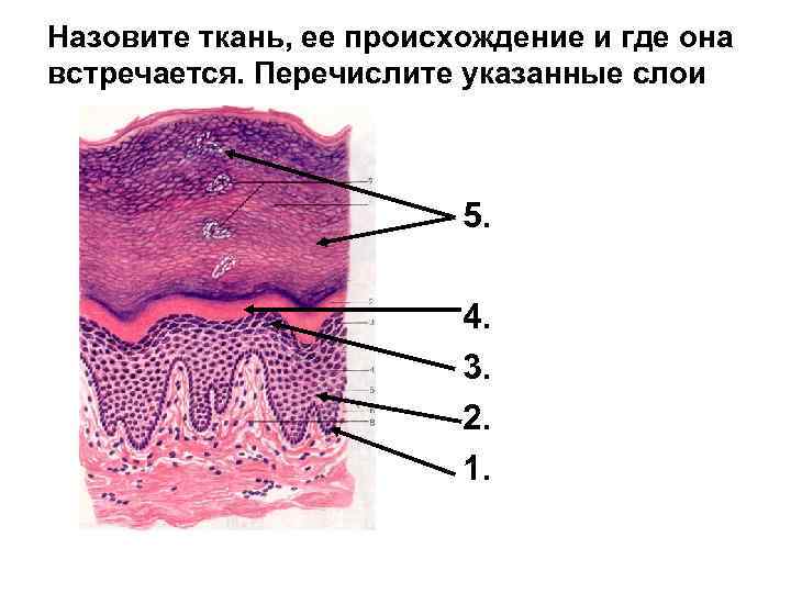 Назовите ткань, ее происхождение и где она встречается. Перечислите указанные слои 5. 4. 3.