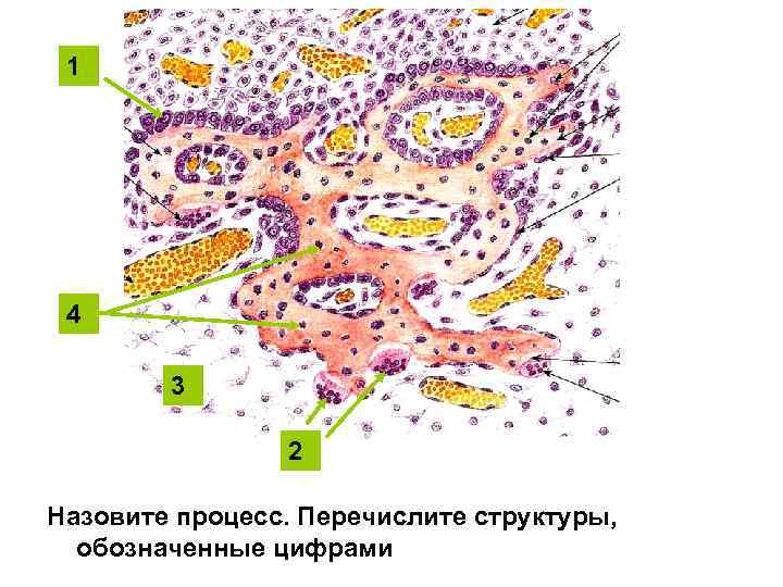 1 4 3 2 Назовите процесс. Перечислите структуры, обозначенные цифрами 
