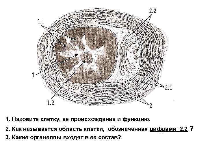1. Назовите клетку, ее происхождение и функцию. 2. Как называется область клетки, обозначенная цифрами