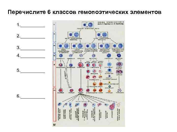 Перечислите 6 классов гемопоэтических элементов 1. _____ 2. _____ 3. _____ 4. _____ 5.