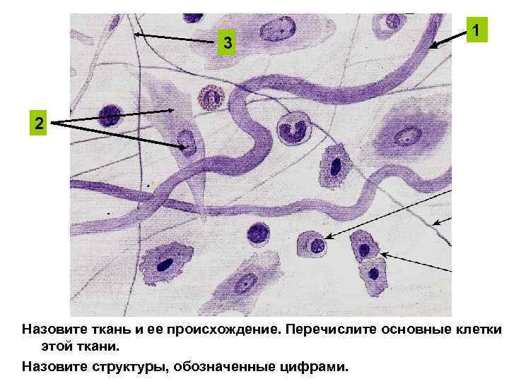 3 1 2 Назовите ткань и ее происхождение. Перечислите основные клетки этой ткани. Назовите