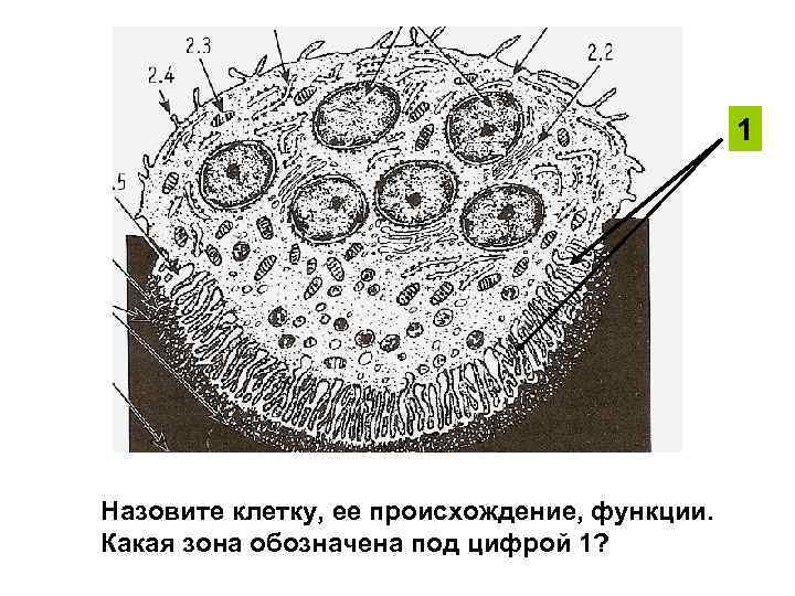 1 Назовите клетку, ее происхождение, функции. Какая зона обозначена под цифрой 1? 