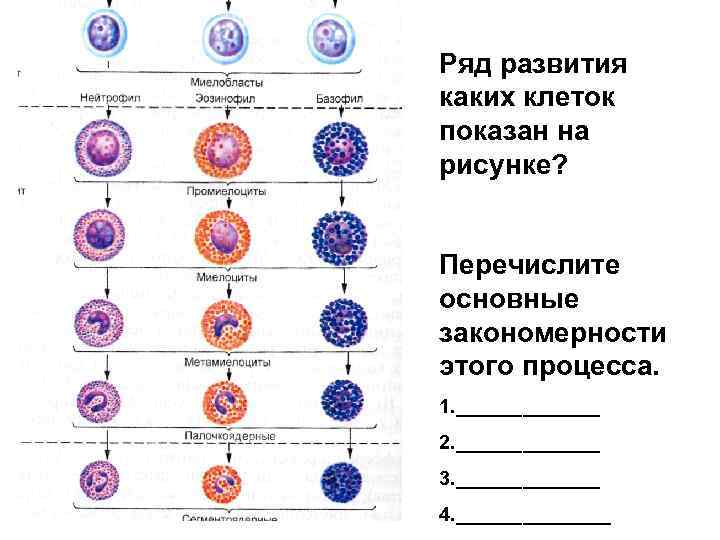 Ряд развития каких клеток показан на рисунке? Перечислите основные закономерности этого процесса. 1. _______