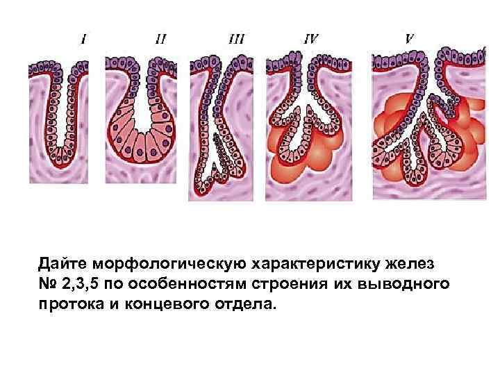 Классификация экзокринных желез гистология. Железистый экзокринный эпителий. Экзокринные железы гистология. Концевые отделы экзокринных желез.