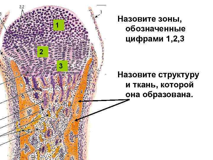 Обозначьте структуры. Назовите структуру, обозначенную цифрой. Какая ткань обозначена цифрой 1. Какая ткань обозначена цифрой 2. Назовите структуру, обозначенную цифрой 1..