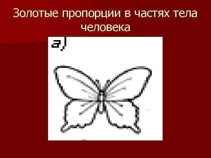 Золотые пропорции в частях тела человека 