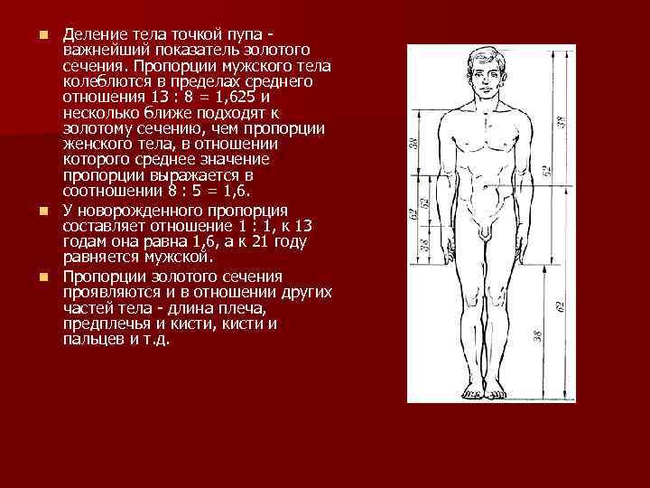 Человек длина тела. Деление тела. Пропорции мужского тела золотое сечение. Золотое сечение пропорция тела женщины. Пропорции мужского тела по Золотому сечению.